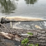 Fonte: MountainFae via Wikimedia Commons