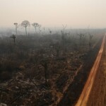 Fonte: Bruno Kelly, Amazônia Real via Wikimedia Commons