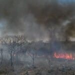 Fonte: José Cruz/ABr via Wikimedia Commons