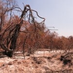 Fonte: Marcella Montenegro via Wikimedia Commons