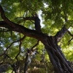 Fonte: Joanbanjo via Wikimedia Commons